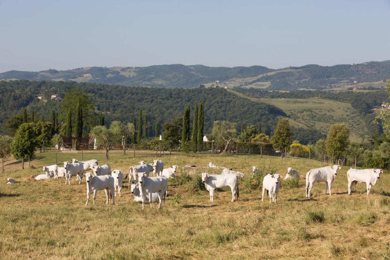 Città della Pieve Poggiovalle Tenuta Italiana מראה חיצוני תמונה